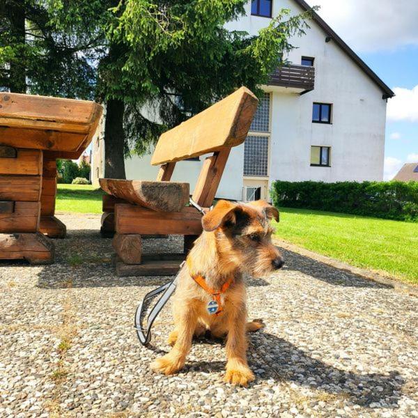 Ferienwohnung Harzluchs Mit Balkon, Netflix Und Sauna Im Haus โฮเฮอไกส์ ภายนอก รูปภาพ